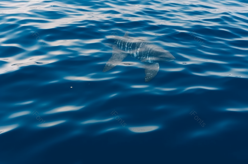 蓝色的水里有一只海豚在海里游泳,高清,摄影图,摄影图片,图片大全,摄影图免费下载